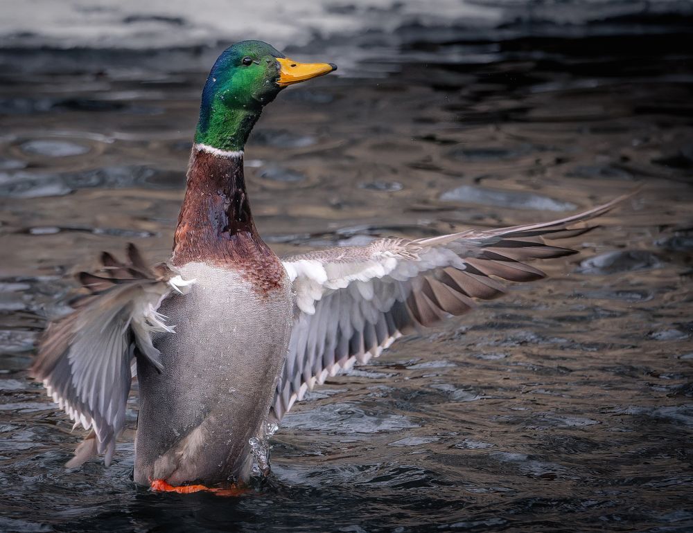 Photo of a mallard drake. 