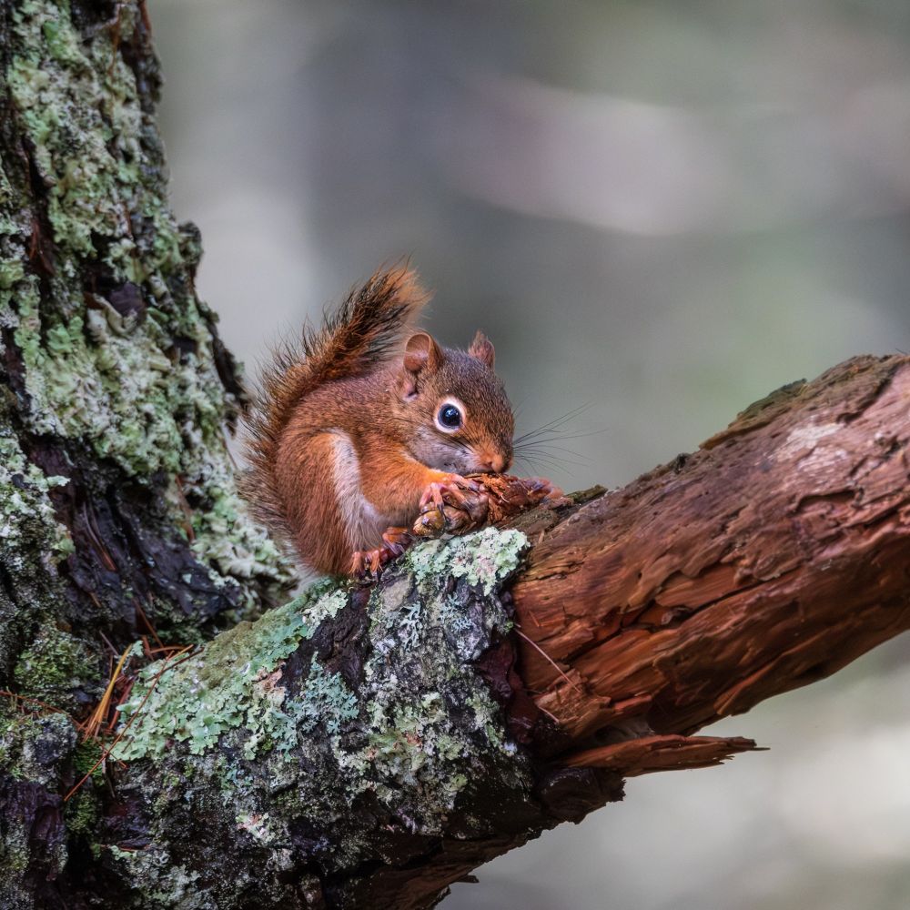 Baby red squirrel