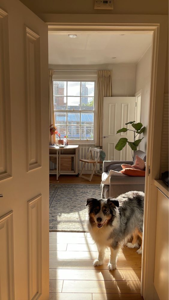 A photo of a dog (Australian Shepherd) looking through an open doorway that frames the view of a cute lil living room in a renovated flat in an old Georgian worker’s cottage in London. Also it’s golden hour and the lighting and atmosphere is divine. 