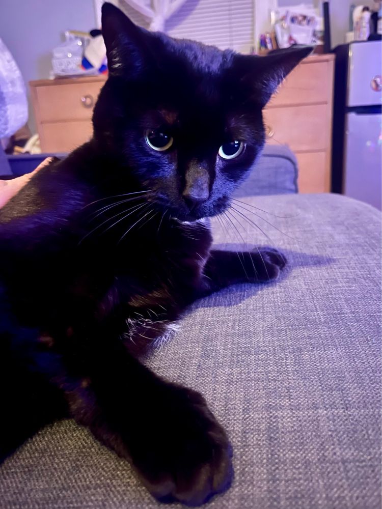 A black cat lounging on the couch