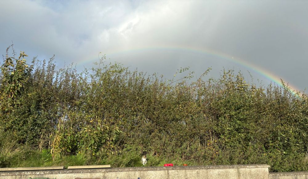 Obviously I'm not a photographer, but I'm happy I managed to capture Wilma on the wall with a rainbow framing her. I will admit to some manipulation as I coaxed her out from her hiding place with the promise of food before I stepped away far enough to get the whole rainbow in.