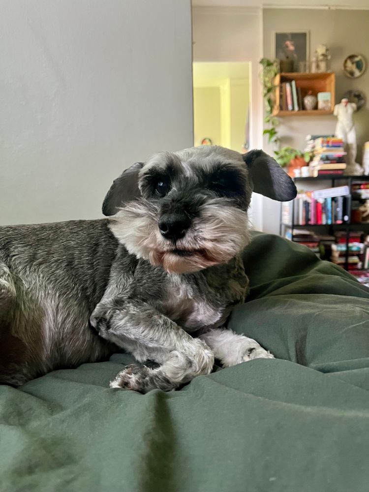 En gullig dvärgschnauzer ligger på ett grönt täcke