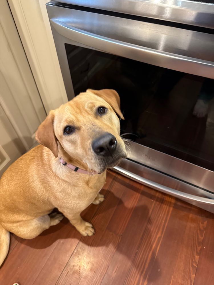 Post author's dog staring plaintively at the camera as it storms outside. 