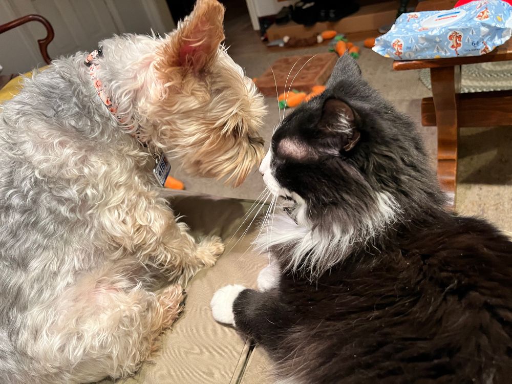 A light colored Yorkie dog and a tuxedo cat sniff each other while up on a couch