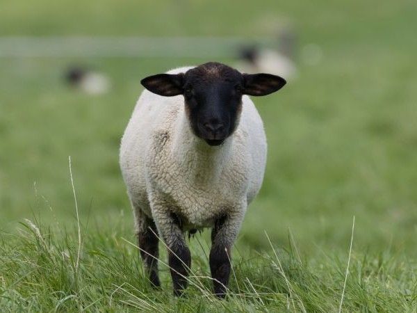 Black-faced lamb.