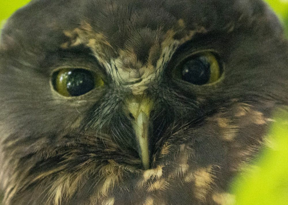 Morepork / ruru