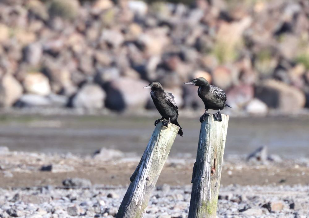 Little black shags