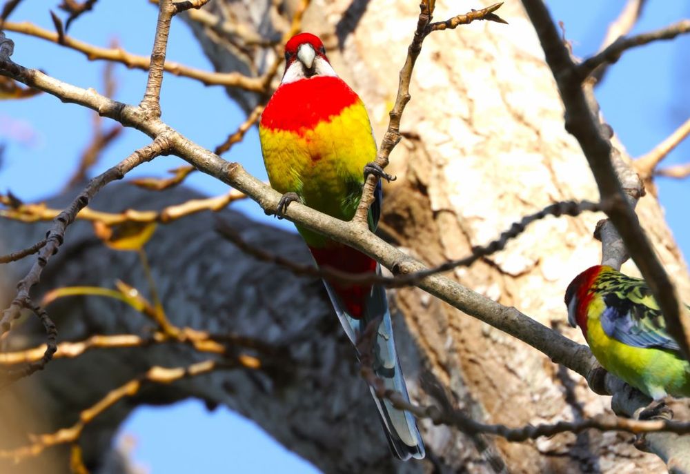 Eastern rosella