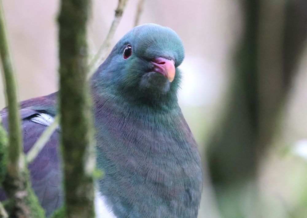 New Zealand pigeon
