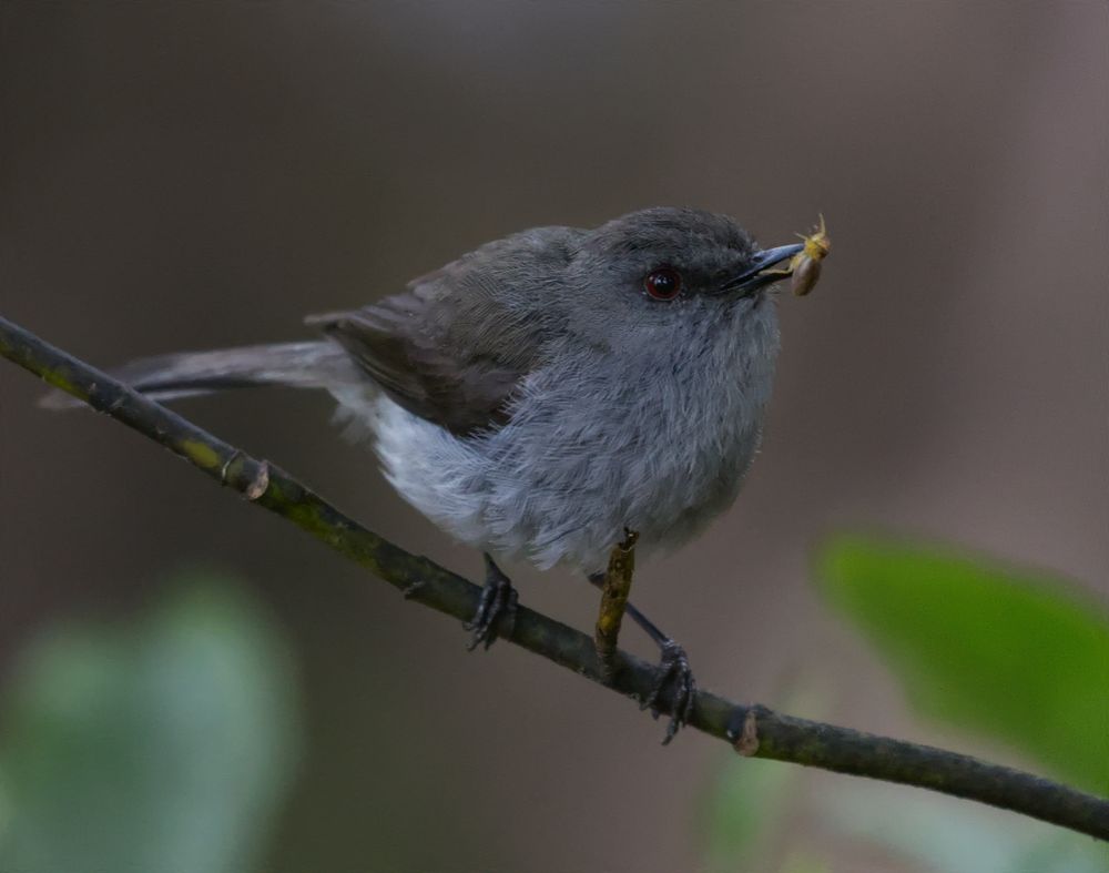 Grey warbler eating bug.