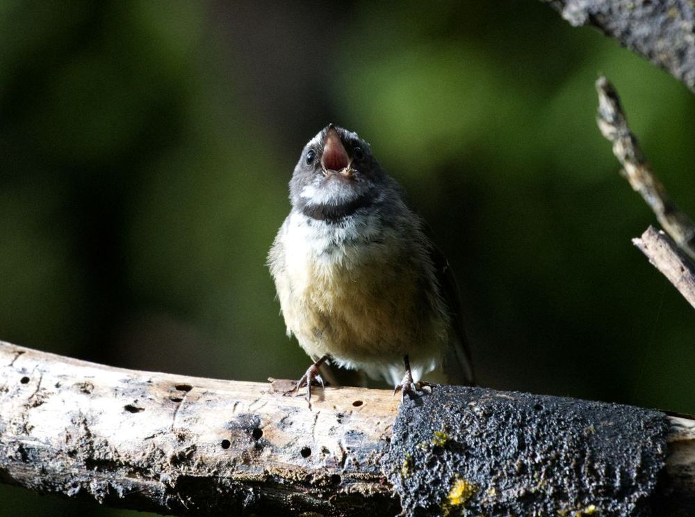 Fantail singing.