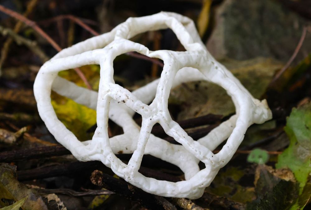 basket fungus