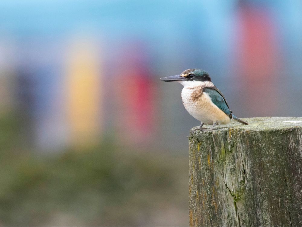 Sacred kingfisher