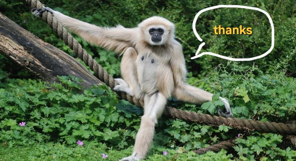 It's a gibbon who is saying thanks. Get it??? A THANKS GIBBON