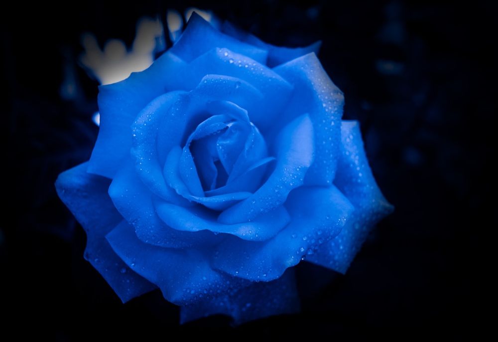 blaue Rose vor dunklem Hintergrund
