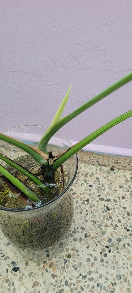 Monstera baby leaf in front of a light purple background 