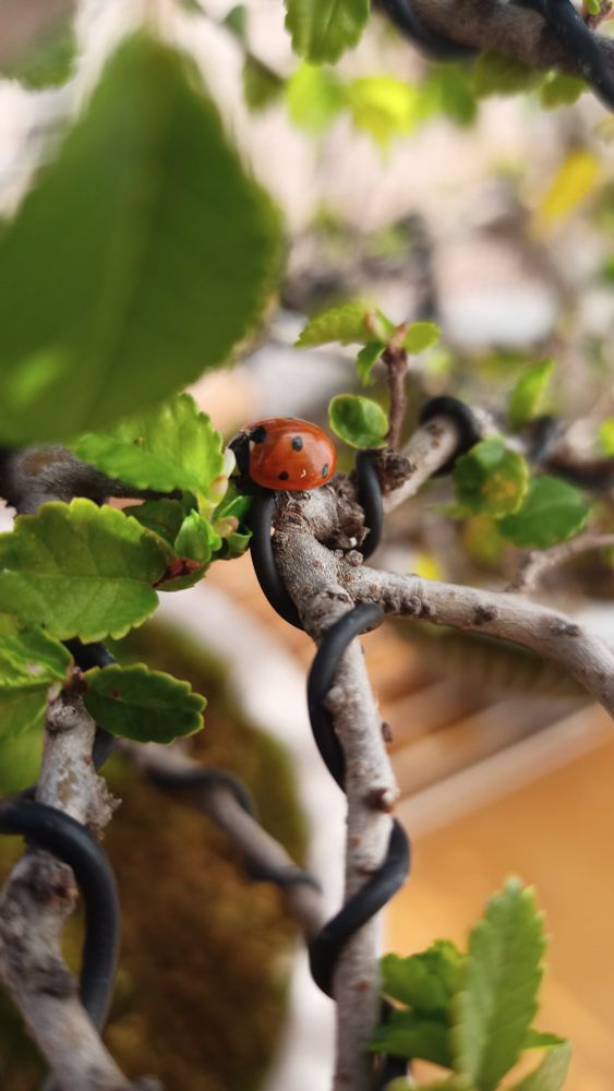 una mariquita roja en las ramas de un bonsai
