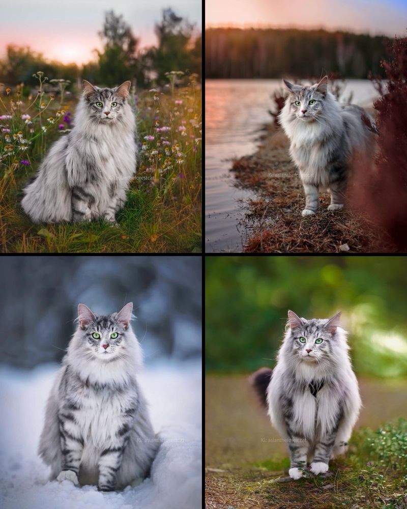 Four photos of a white and grey Norwegian Forest Cat with green eyes, through the seasons. 