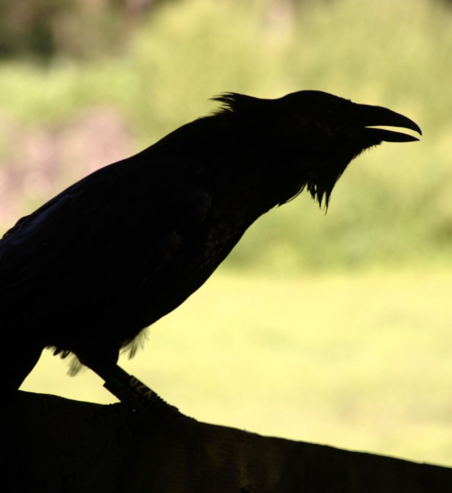 Common raven in a calling posture