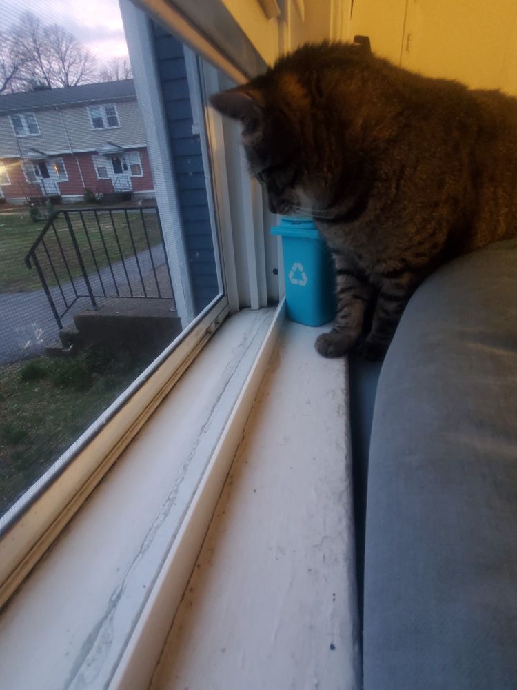 Brown tabby cat stalking cute fluffy brown bunny outside the window 
