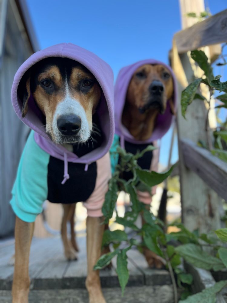 Red pitbull mix and tricolor hound wearing matching hoodies