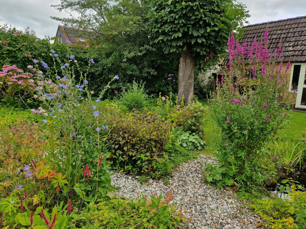 De 'Grote tuin', altijd vol vaste planten in grote borders die steeds ontoegankelijk werden.
Mijn creativiteit zit in die borders, in de plantenkeus, de kleuren, vroeg/laat bloeiende etc.
Maar ik kon er niet meer bij en besloot (met veel pijn) dat er paadjes doorheen moesten. Klinkerweg en grint, de enorme borders heeft nu een rondje in het midden en bestaat uit 6 taartpunt- ik kan nu weer overal bij! Wieden gaat nog, verplanten helaas niet meer.