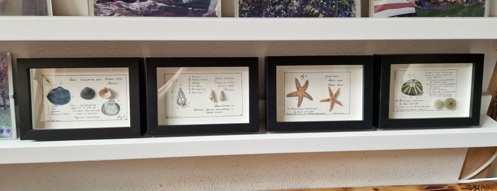 Ikea plankjes met opstaande randje waar de Noordzeekabinetjes op staan.
Hier staan de kokkel en het wenteltrapje (schelpen), de zeesterren en de zee appel. Prachtig getekend, ingekleurd, echte exemplaren erop en een uitleg met benaming. Ben er heel blij mee!
