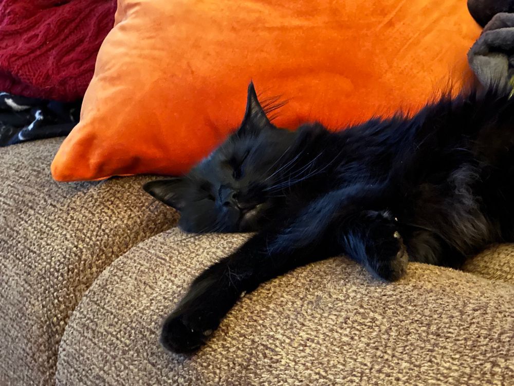 A black cat named Mochi, sleeping on a loveseat filled with pillows and blankets. Enjoying a nap and rocking it quite well. 