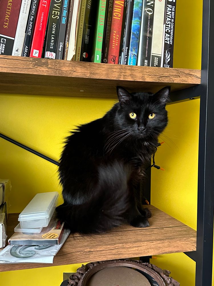 There a black long haired cat named Mochi sitting on a faux wood bookshelf. He is staring at the camera enjoying his accomplishment of sneaking in unnoticed. There are drawing supplies, books and random other stuff sitting on the shelves as well. 