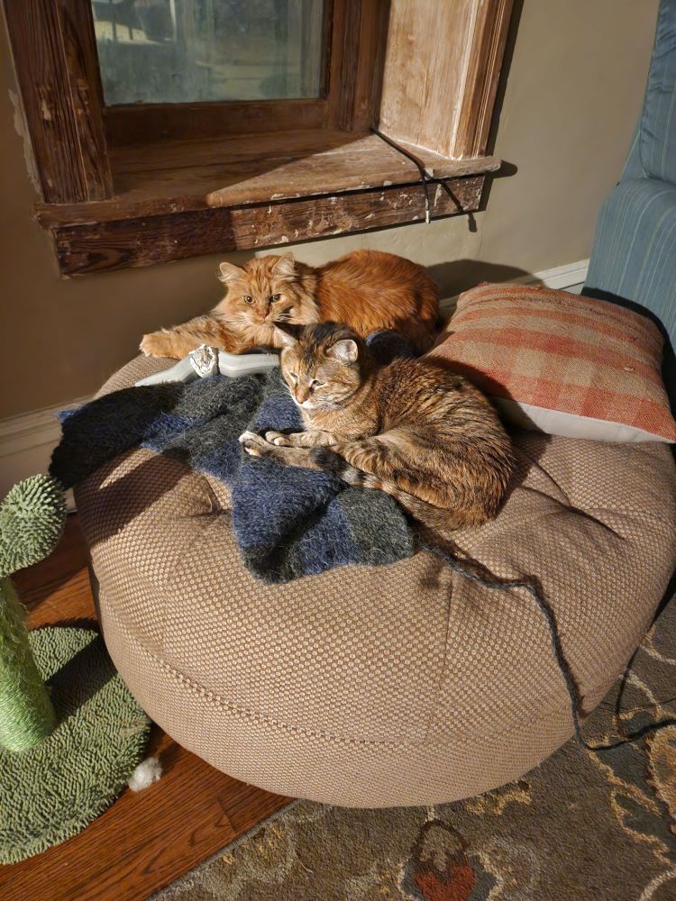 Short haired torbie cat and a medium haired orange cat sitting on a large round ottoman