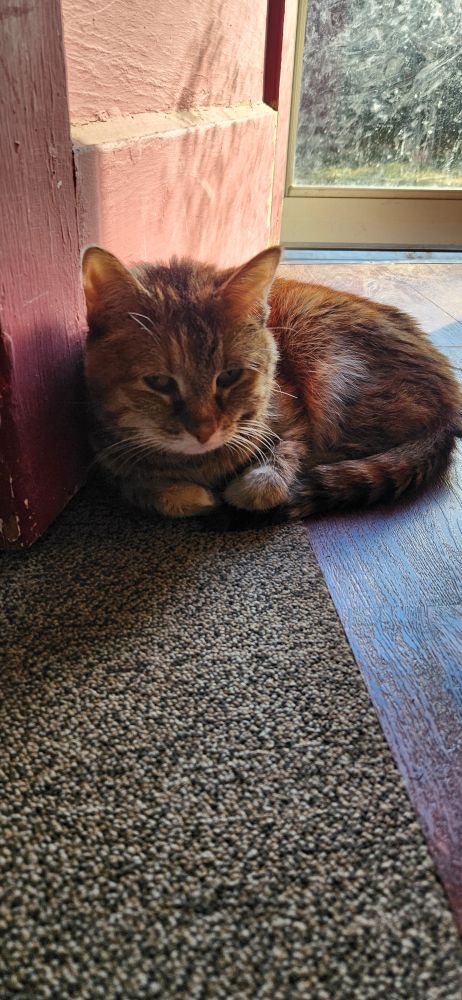 Short haired torbie patterned cat curled up small by a door