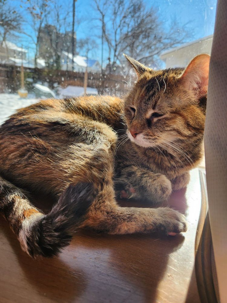 Torbie patterned cat sitting against a window in the sun (torbie = tortoise shell + tabby)