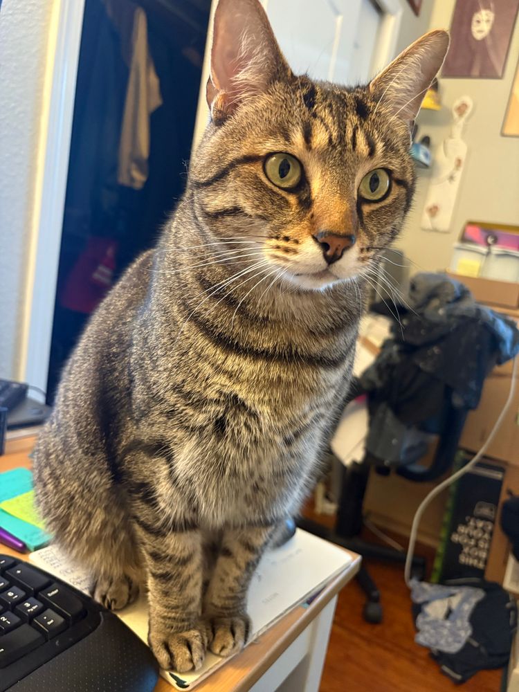 A tabby cat with white muzzle and dramatic black eyeliner sits pertly atop a mouse pad, next to a keyboard