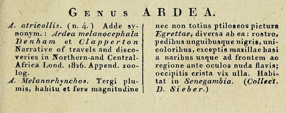 https://biodiversitylibrary.org/page/54130896 (via Zoonomen https://www.zoonomen.net/avtax/frame.html)

(Latin) A. Melanorhynchos. Tergi plumis, habitu, et fere magnitudine nec non totius ptiloseos pictura Egrettae, diversa ab ea : rostro, pedibus unguibusque nigris, unicoloribus, exceptis maxillae basi a naribus usque ad frontem ac regione ante oculos nuda flavis; occipitis crista vix ulla. Habitat in Senegambia.

(English) A. Melanorhynchos. The back feathers, the habit, and almost the whole size are similar to those of the Egret, differing from it: the beak, feet, and claws are black, all one-colored, except for the base of the jaw from the nostrils to the forehead and the region before the eyes, which is bare yellow; there is scarcely any occipital crest. Habitat in Senegambia.