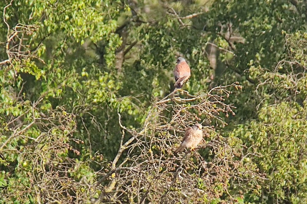 Lesser Kestrel and Kestrel enjoying the Belgian sun