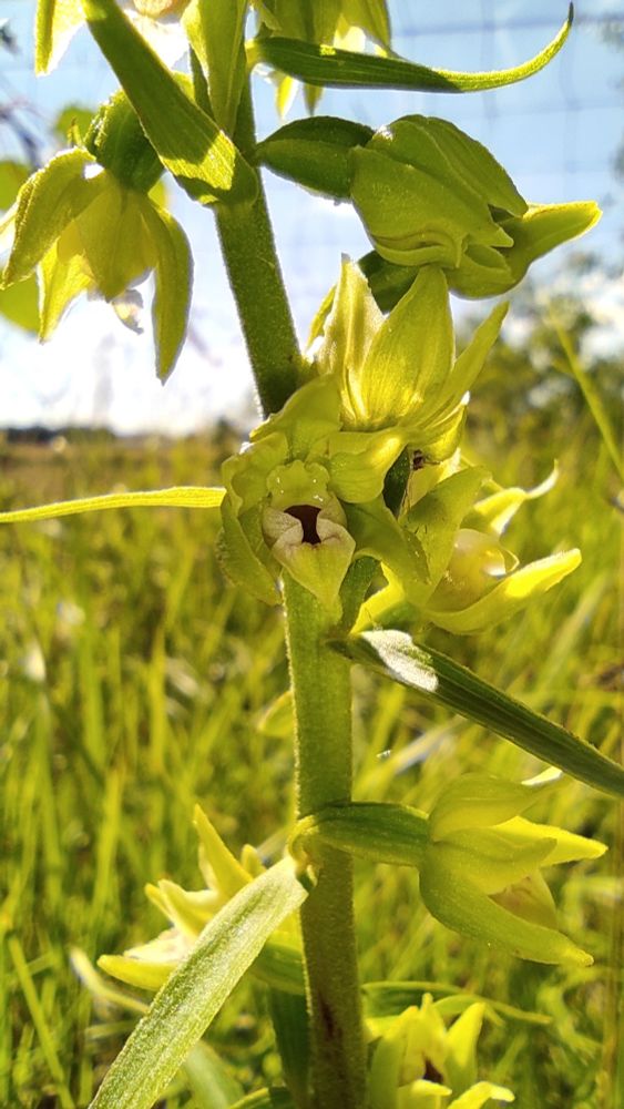 Epipactis muelleri 