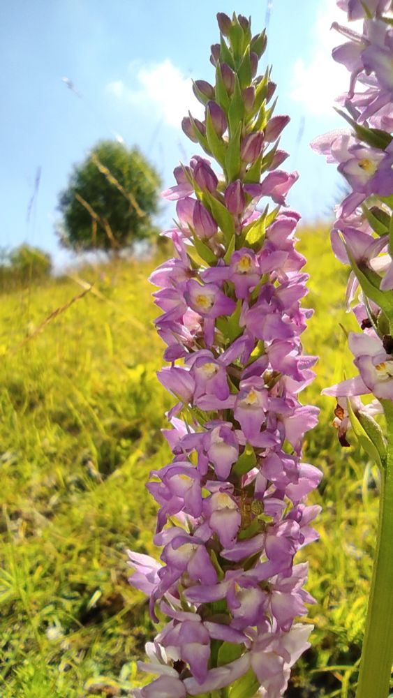 Gymnadenia odoratissima 