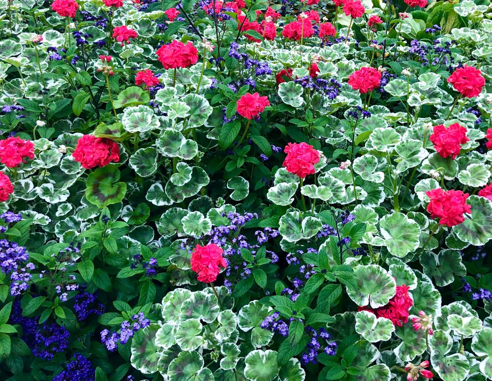 Photo of a patch of red flowers and purple flowers, with variegated leaves.