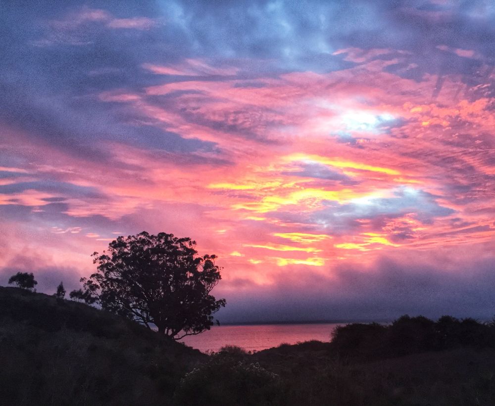 The photo captures a vibrant sunset over the ocean, with the clouds ablaze in hues of pink, orange, and purple. A silhouette of a tree stands on a hill in the foreground. The lower portion of the image shows the dark outlines of the landscape and the sunset colors reflecting off of the water.