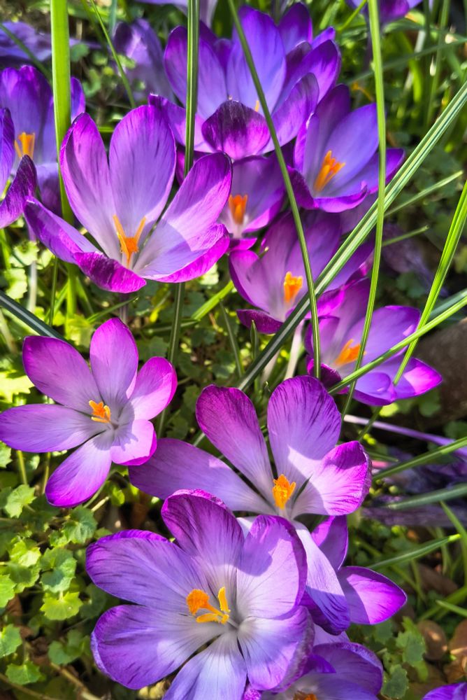 Photo of Crocus Flowers