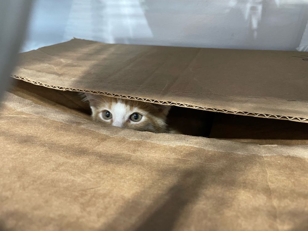 Kitten in a box