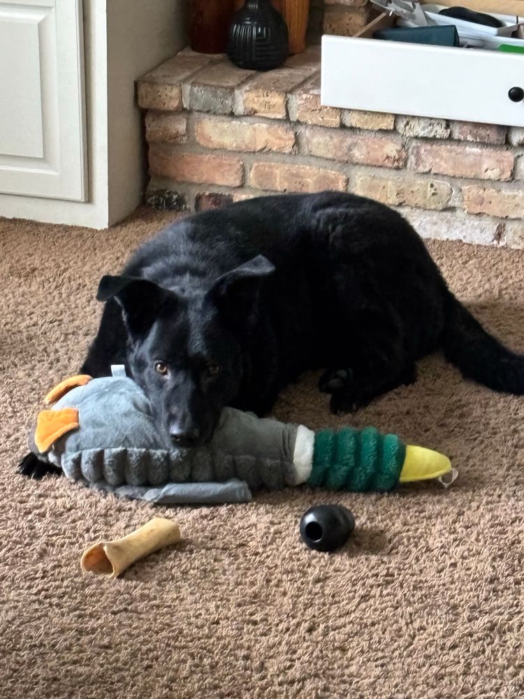 Large black dog staring at camera with a large stuffed duck, bone, and Kong in front of him. 