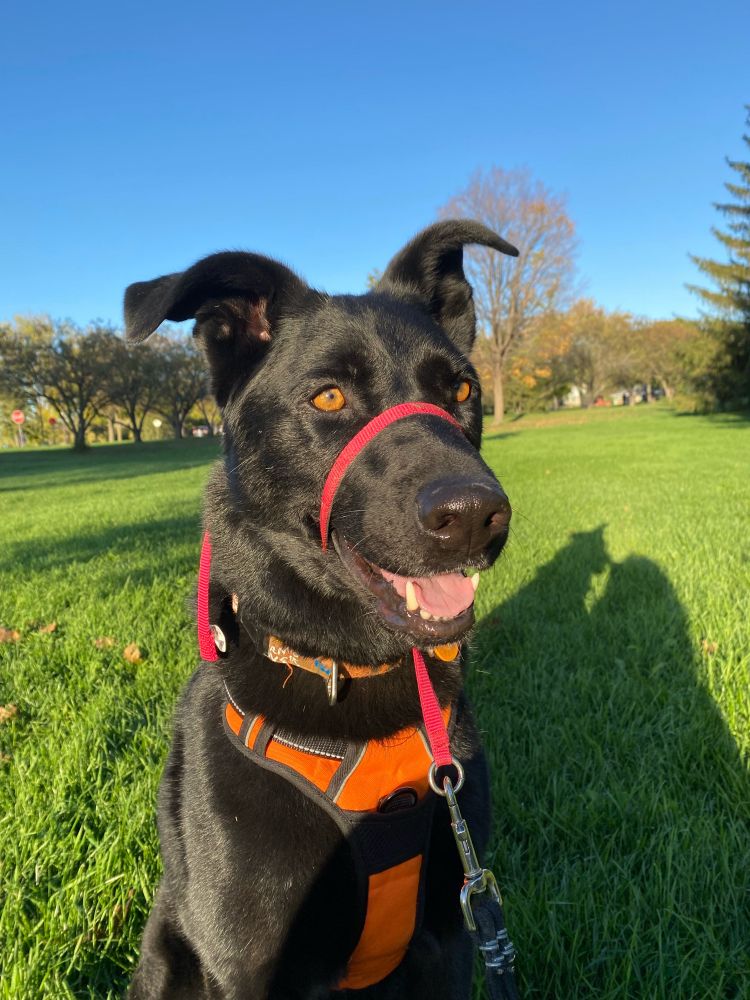 Handsome black German Shepherd with red leash and orange harness, on a summer day.