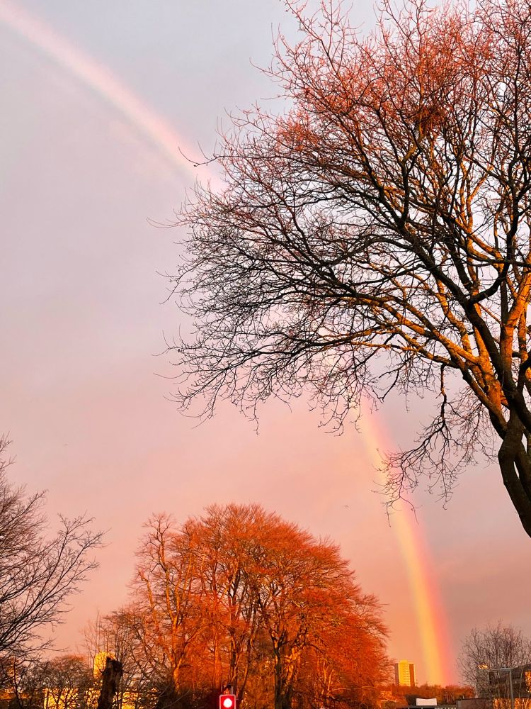 Rainbow on a December morning. Bare treetops on either side. 