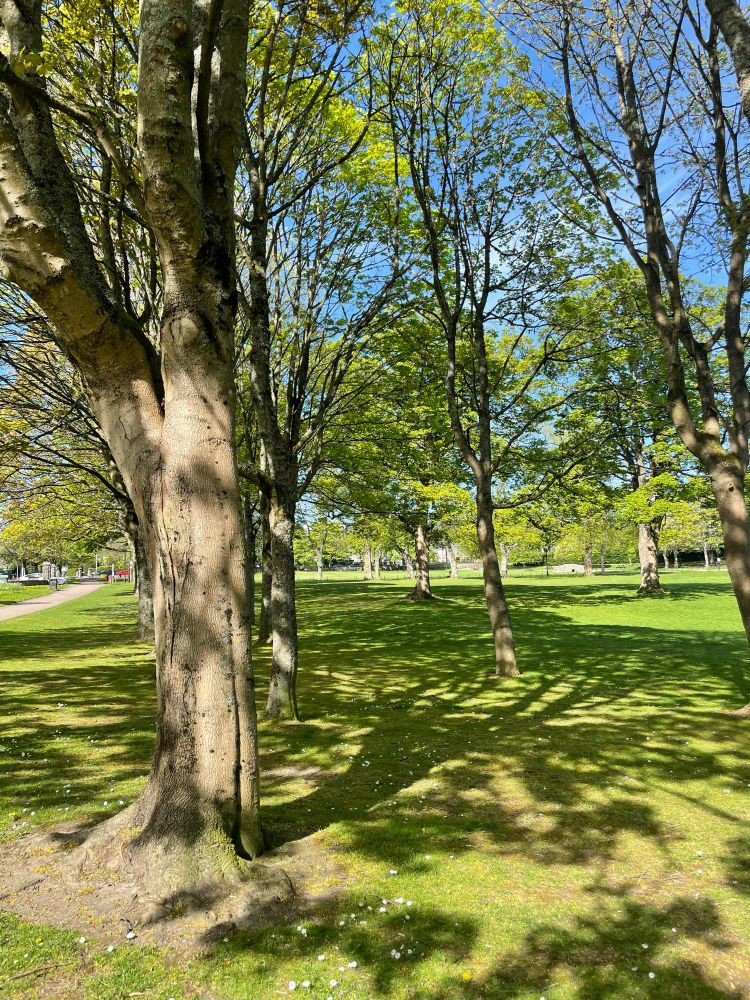 A small grove of trees with dappled shadows in a sunny park