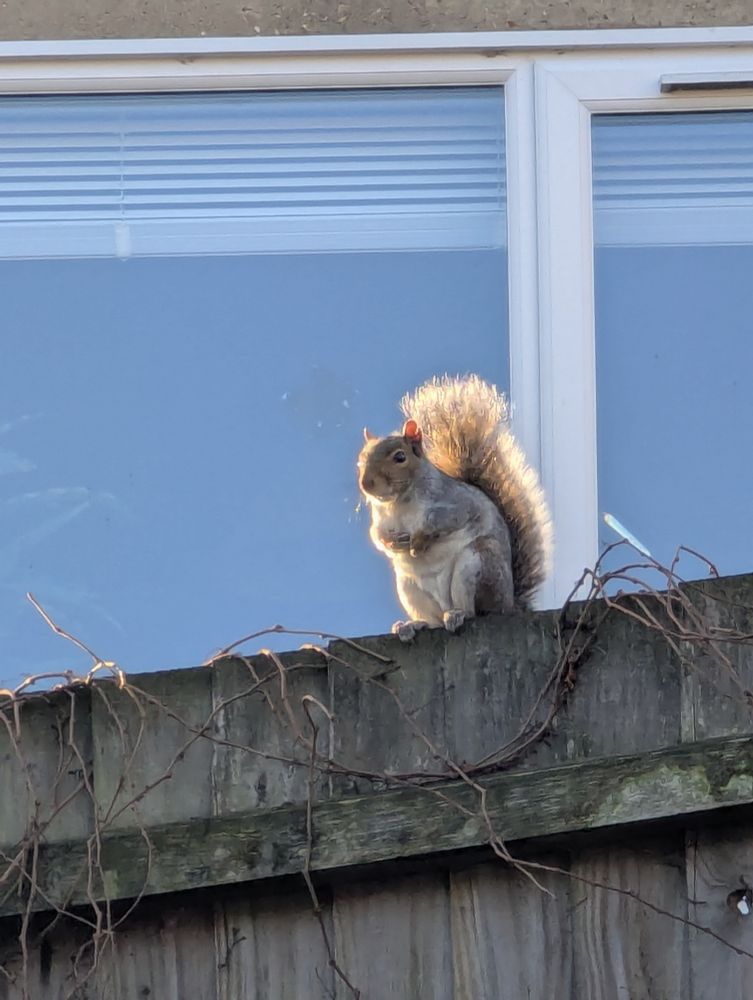 A squirrel sitting on a fence. The morning light is giving a gorgeous halo effect to their fur.