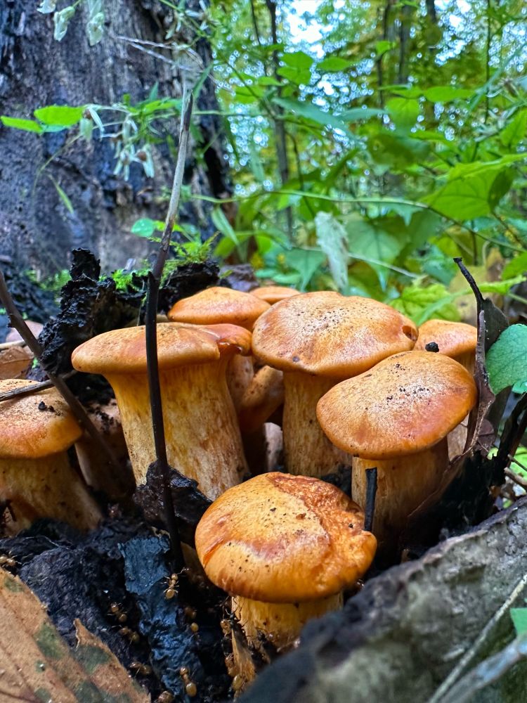 Young orange jack-o-lantern mushrooms in the damp woods.