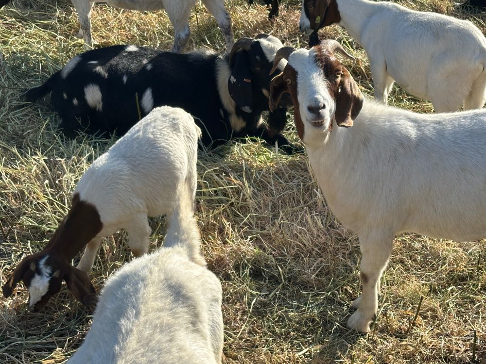 A half dozen goats graze in a field of yellowing grass. They are black white, brown, and piebald. One--white with chestnut patches over its eyes and floppy ears--stares directly into the camera.