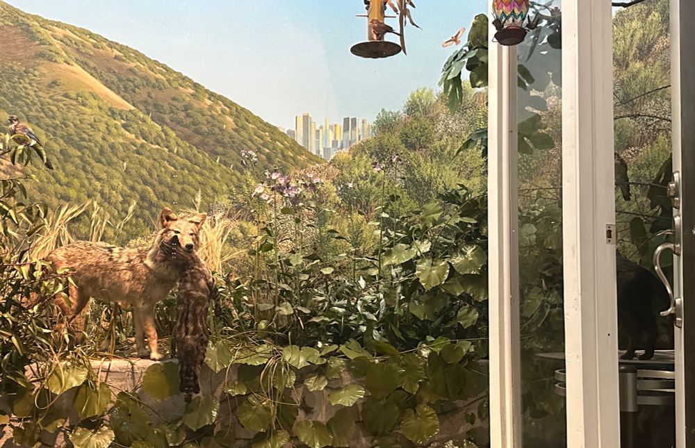 A new kind of diorama crafted in the 21st century. Not a wilderness scene but an urban backyard. A coyote has caught a pet cat for its next meal. The backdoor to this family home remains ominously ajar. 