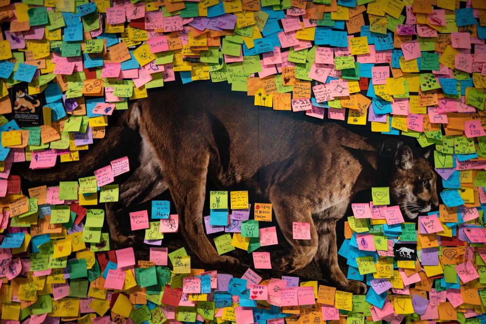 A photo of the late cougar, P-22, at the Natural History Museum of Los Angeles County. On a normal day, visitors would see the Hollywood Sign aglow behind him; on this day, only tributes, scrawled on a rainbow of post-it notes. Visitors, mourning his passing, transformed the wall into a collective eulogy for the "inspiring Angeleno." 

Photograph by Ted Soqui, February 4, 2023. Sipa USA/Alamy Live News